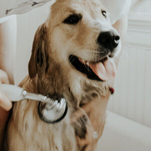 Pet Supplies